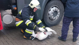 Salvatorii au intervenit în ajutorul unei lebede, care a rămas blocată într-un canal de evacuare a apei